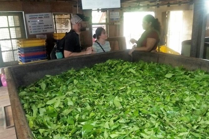03 Nights in Amazing Sri Lanka - Day three: waterfalls, tea hills, and the train to Ella