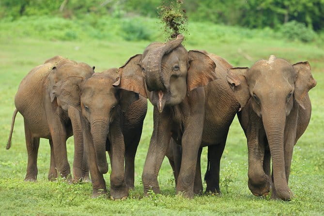 04 Hours Safari Jeep Tours - Entering Udawalawe National Park by jeep