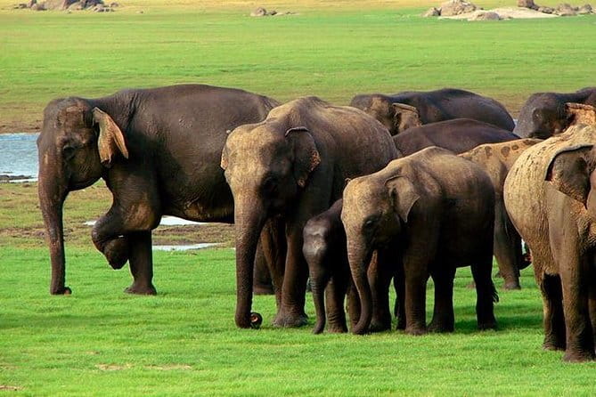 04 Hours Safari Jeep Tours - Leopards, birds, and smaller creatures