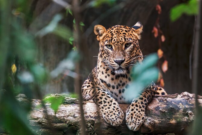 08 Days private round trip in Sri Lanka - Day 6: A three-hour safari visit to Yala National Park
