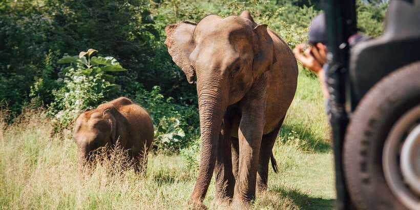 1-Day Tour of Both Yala and Udawalawe National Parks - Should you book the Yala and Udawalawe day trip?