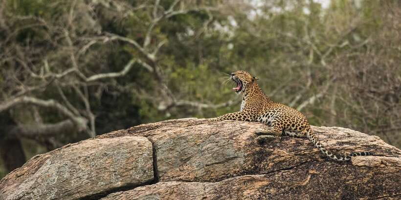 1-Day Tour of Both Yala and Udawalawe National Parks - The 5 AM pickup from southern Sri Lanka