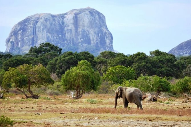 1 Day tour to Yala National Park or Udawalawe National Park - The road from Kalutara takes real time