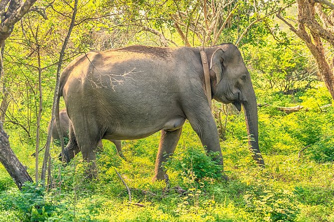 1 Day tour to Yala National Park or Udawalawe National Park - A guide who adds a personal touch