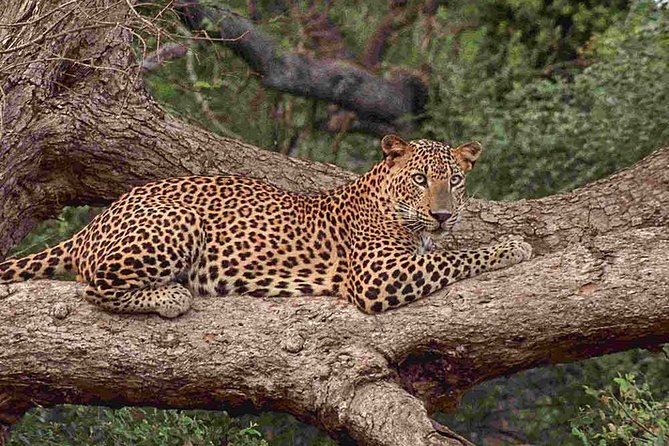 1 Day tour to Yala National Park or Udawalawe National Park - Who should book this day trip