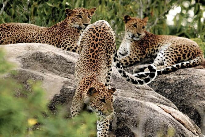 10 Days/ 9 Nights - Heritage Wildlife and Waves in Sri Lanka - Why a private driver makes this route work