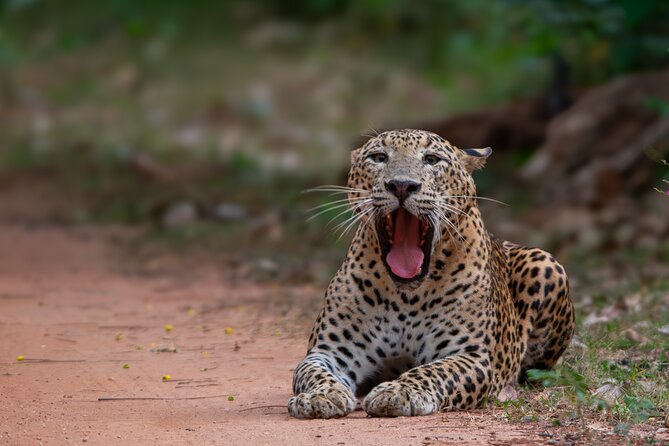 12 Days Private Escape Tour- Best of Sri Lanka - Day 7: The famous train to Ella