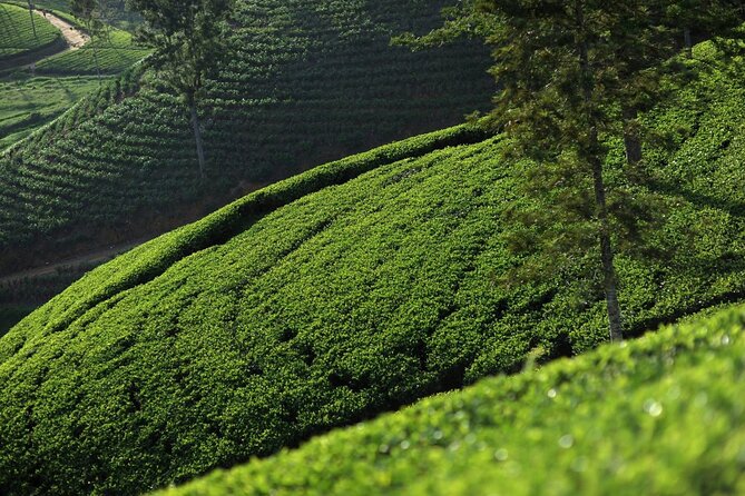 12 Days Private Escape Tour- Best of Sri Lanka - Days 1 and 2: Negombo, Dambulla, and village life near Sigiriya