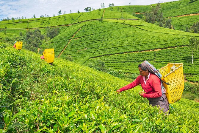 2 Day Tour of Yala & Ella with Hill Country Scenic Train Ride - All Inclusive - Tea at Kelliebedde Tea Factory