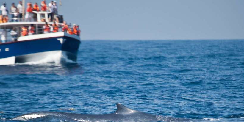 2-Day Whale Watching & Southern Sri Lanka Tour - Galle Fort, lighthouse, and coastal history
