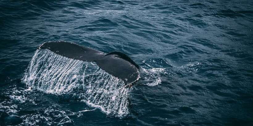 2-Day Whale Watching & Southern Sri Lanka Tour - Turtle conservation and Hikkaduwa beach