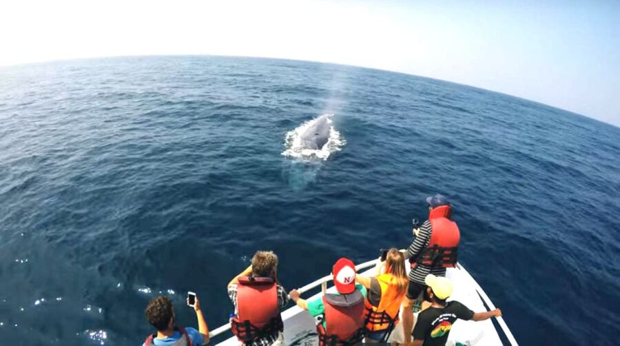 2-Day Whale Watching & Southern Sri Lanka Tour - The night in Mirissa