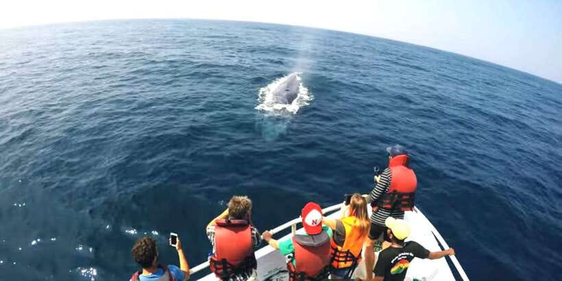 2-Day Whale Watching & Southern Sri Lanka Tour - Whale watching from Mirissa