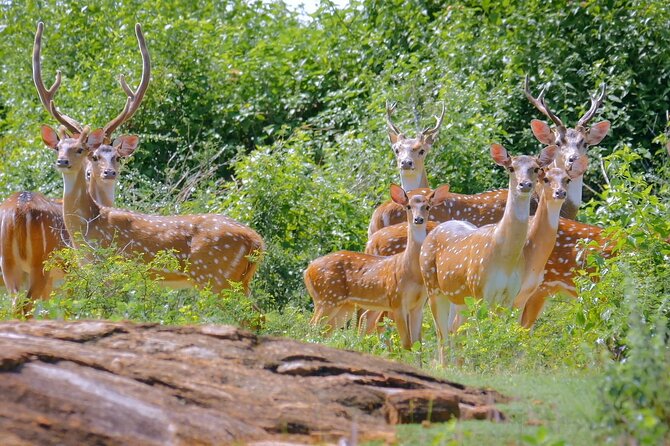 2 Days Tour of Double Safari (Yala & Udawalawe) - All Inclusive - Day two: Udawalawe and its elephants