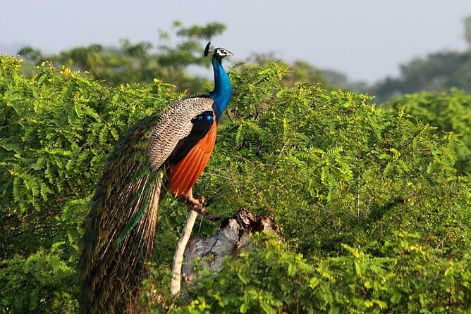 2 Days Tour of Double Safari (Yala & Udawalawe) - All Inclusive - Overnight in Yala and an early second day