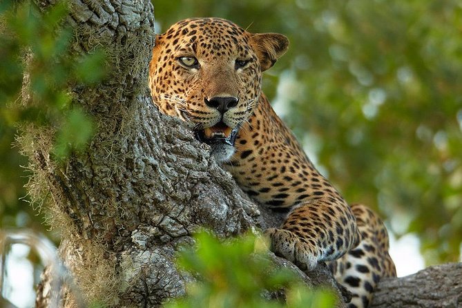 2 Nights All Inclusive Treehouse Safari in Yala with transfers - Key points at a glance