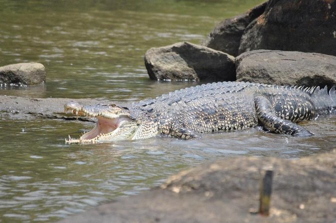 2h Bentota River Safari: Crocodiles, Monkeys, Mangrove & more - Why the private format matters