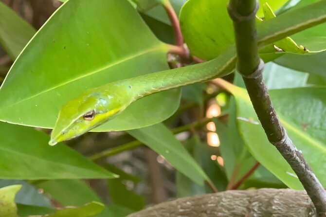 2h Bentota River Safari: Crocodiles, Monkeys, Mangrove & more - Following the Bentota River for two hours