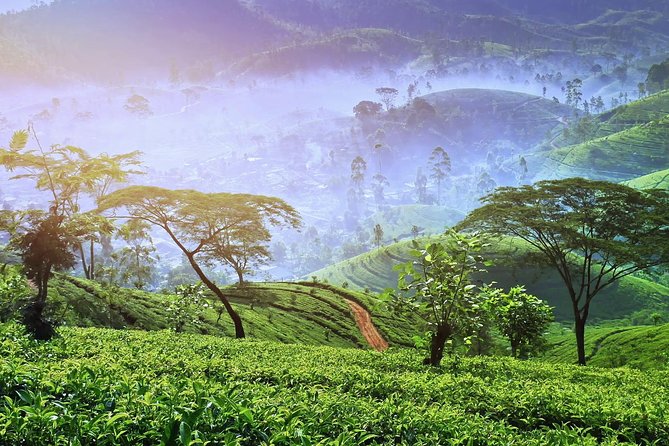3 Days Nature and Chill Tour of Ella, Nuwara Eliya and Haputale - Day three: Ella’s signature sights and short hikes