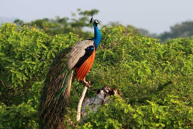 3 Days Private Tour of Yala Safari/ Ella/ Kandy - All Inclusive - The Demodara to Nanu Oya train ride