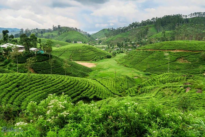 3 Days Tour to Kandy, Nuwara Eliya & Sigiriya - The guide can shape the whole trip