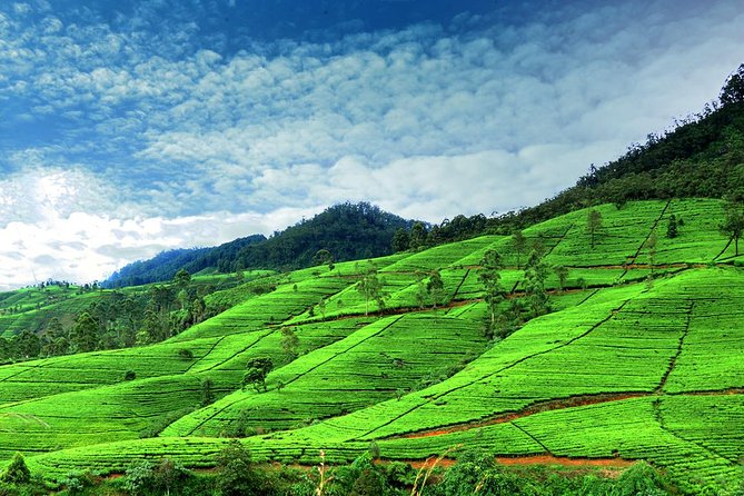 3 Days Tour to Kandy Nuwara Eliya & Sigiriya from Colombo - The driver-guide is central to the experience
