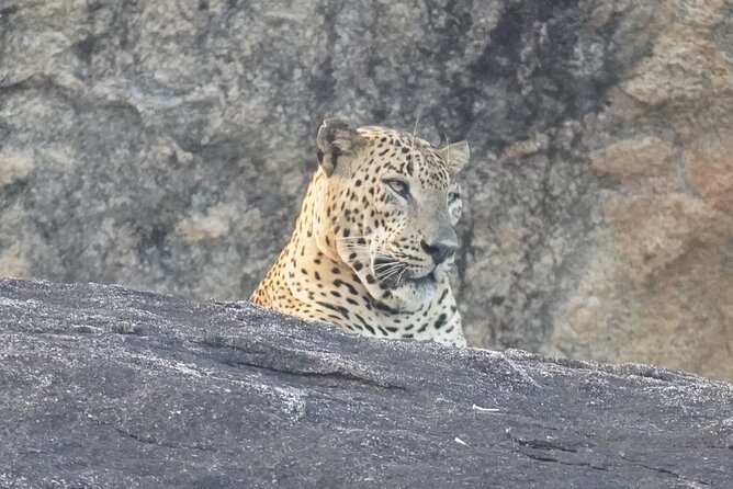 4 Hours Private Yala Safari Day Tour - Key points at a glance