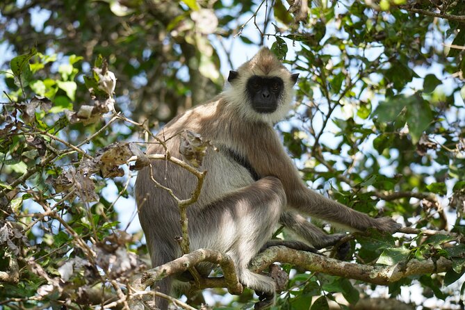 4 Hours Private Yala Safari Day Tour - The real shape of the day from Bentota