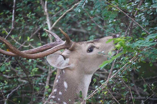 4 Hours Private Yala Safari Day Tour - What the private format changes