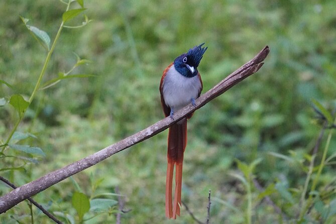 4 Hours Private Yala Safari Day Tour - What is included, and what is not