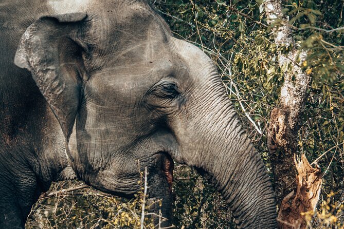 4 Hours Private Yala Safari Day Tour - Wildlife expectations: keep the list wide