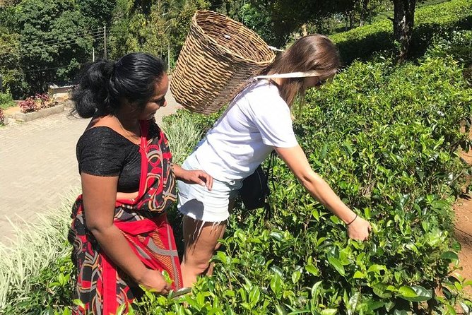 5 Days Tour in Sri Lanka (Hotels with Breakfast & Luxury Car) - Who should book this tour