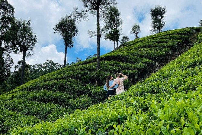6Days Hill country Private Tour in Sri Lanka - Day 5: Down to Bentota and a change of mood