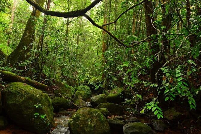 7 Days Private Guided Tour in Sri Lanka - Day 3: Tooth Temple and the tea country road