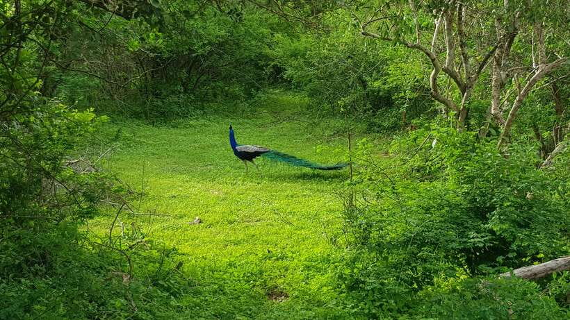 8-Day Sri Lanka Private Round Tour Hotels, Meals, Car, Guide - Key points at a glance
