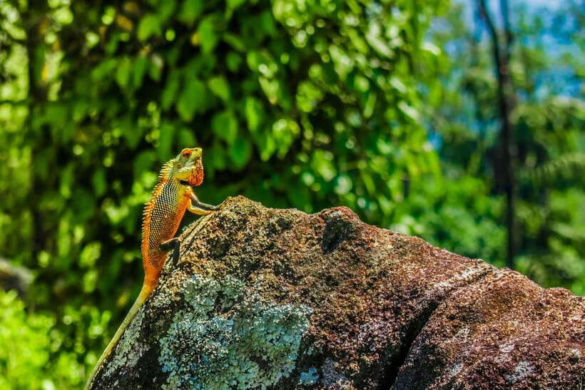 8-Day Sri Lanka Private Round Tour Hotels, Meals, Car, Guide - Day 7: A slower beach day on the southwest coast