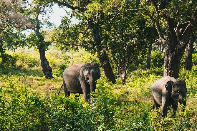 8 Days Sri Lanka Private Round Tour - Galle Fort, turtles, and a Madu River cruise