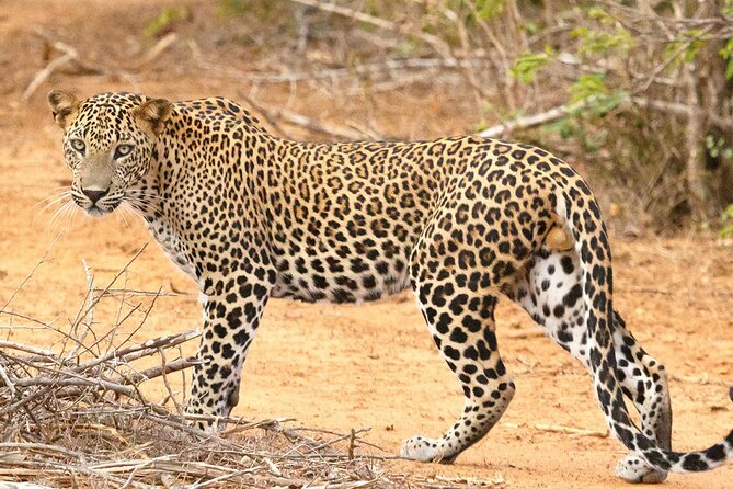 8 Days Sri Lanka Private Round Tour - What the $800 price really covers