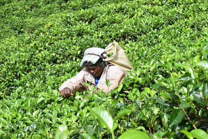 8 Days tour in Sri Lanka with privet driver and accommodations - Day 3: Gardens, waterfalls, and the tea hills