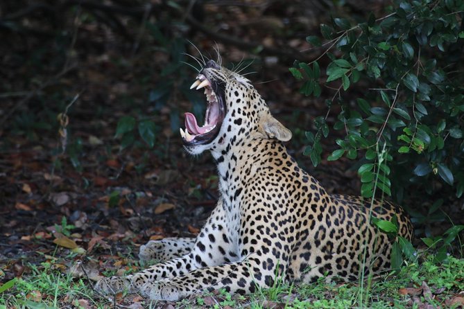 8 Days tour in Sri Lanka with privet driver and accommodations - Day 4: Gregory Lake, Victoria Park, and the Ella train