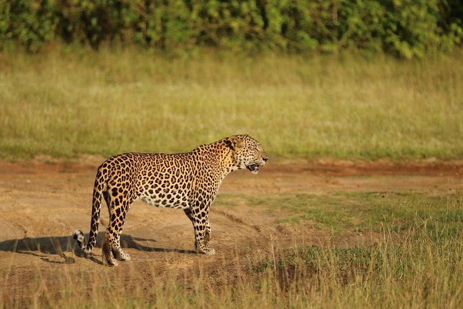 8 Days tour in Sri Lanka with privet driver and accommodations - Day 5: Buduruwagala and a choice of national parks