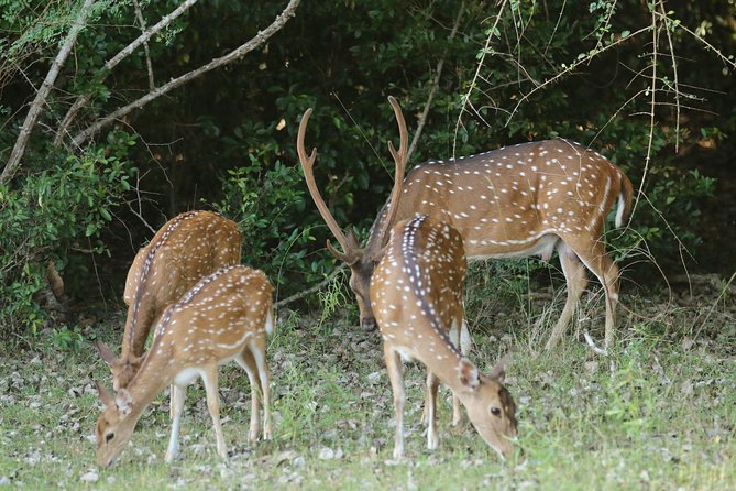 8 Days tour in Sri Lanka with privet driver and accommodations - Day 6: The long move to Mirissa