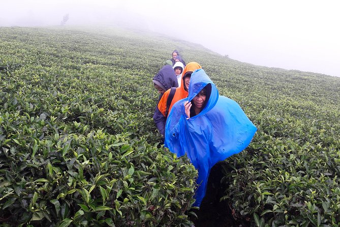 A Day in Nuwara Eliya: Sights & Local Delights - Nuwara Eliya and Single Tree Hill