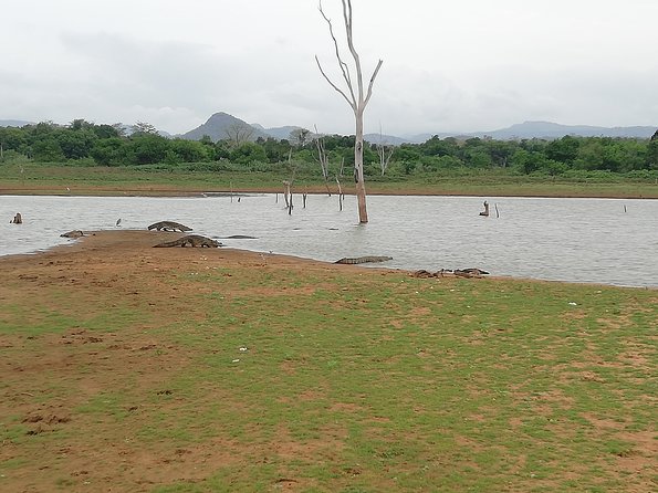 A Udawalawa Park safari, Tour from Colombo/Galle- (All inclusive) - Lunch, water, and the all-inclusive price
