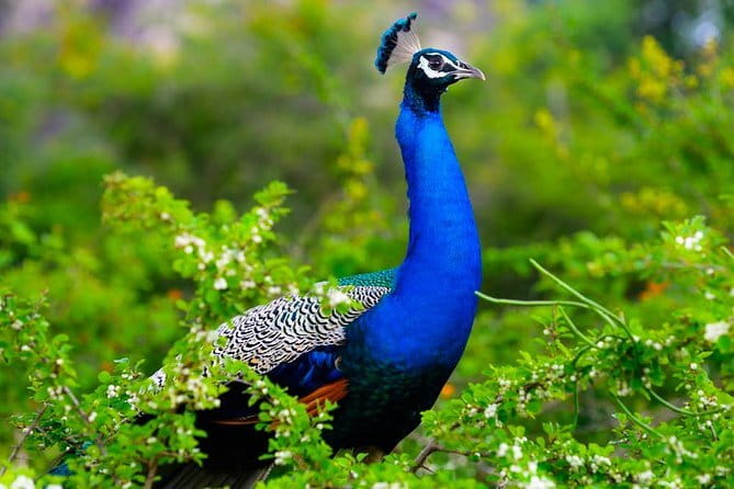 Adventure safari Experience in Hurulu Eco Park, Sri Lanka - Is it suitable for families and older visitors?
