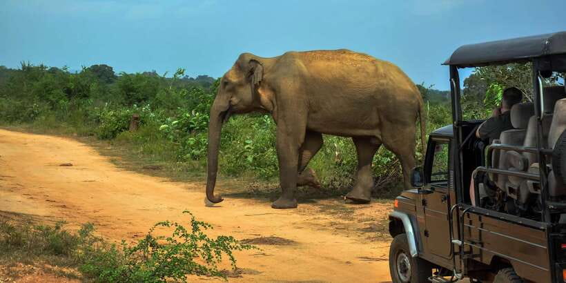 Ahangama: Udawalawe National Park Safari with Hotel Pickup - Why Udawalawe works from Ahangama