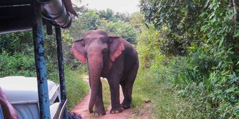Ahangama: Udawalawe National Park Safari with Hotel Pickup - What the timing really means