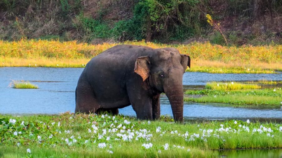 Ahangama: Udawalawe National Park Safari with Hotel Pickup - How the $110 price works