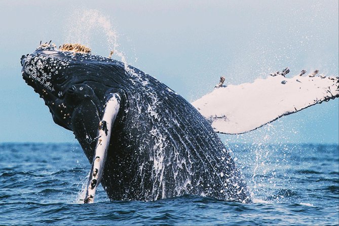 All in one Sri lanka 7nights 8 days for couple price - One route, five very different sides of Sri Lanka