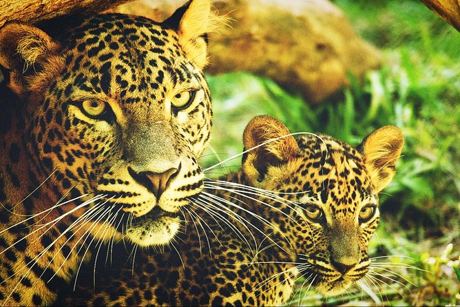 All in one Sri lanka 7nights 8 days for couple price - What the guide can add to the trip